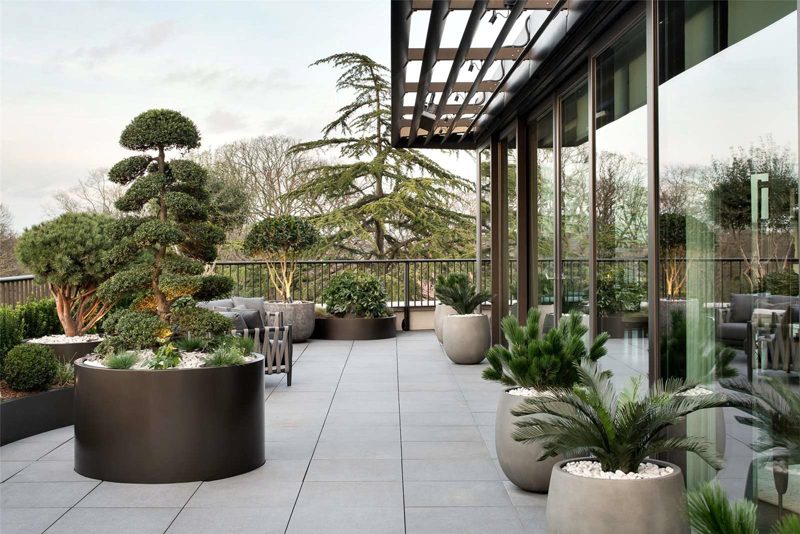 Terrace with clipped topiary, stone paving and a metal pergola.